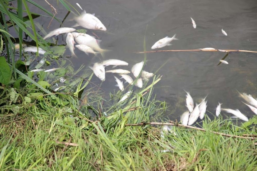 Gniezno: Martwe ryby w Jeziorze Jelonek