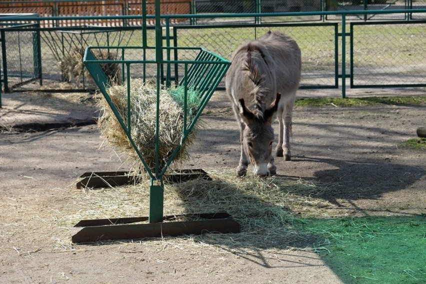 Wiosenna sobota w Starym Zoo