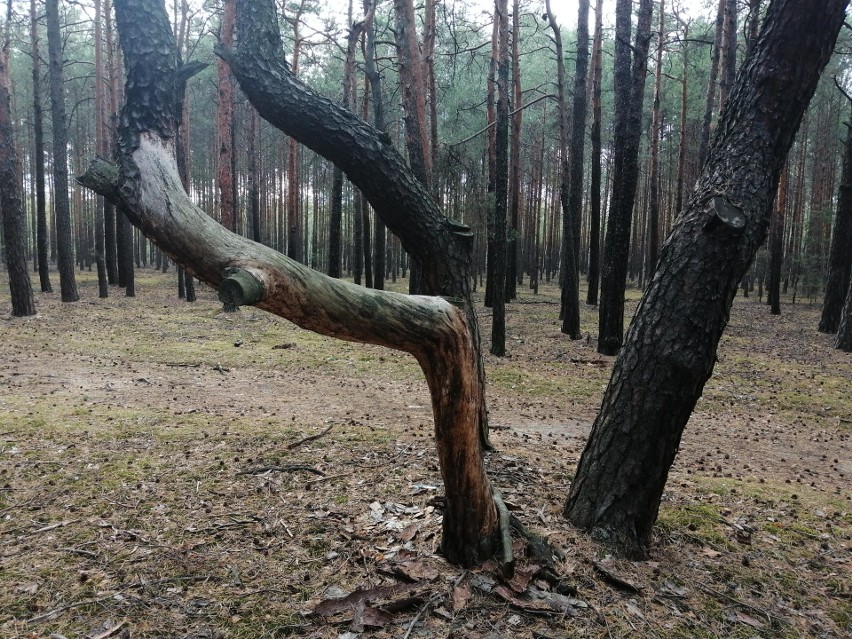 Powyginane drzewa można spotkać w lesie nieopodal Miejskiego...