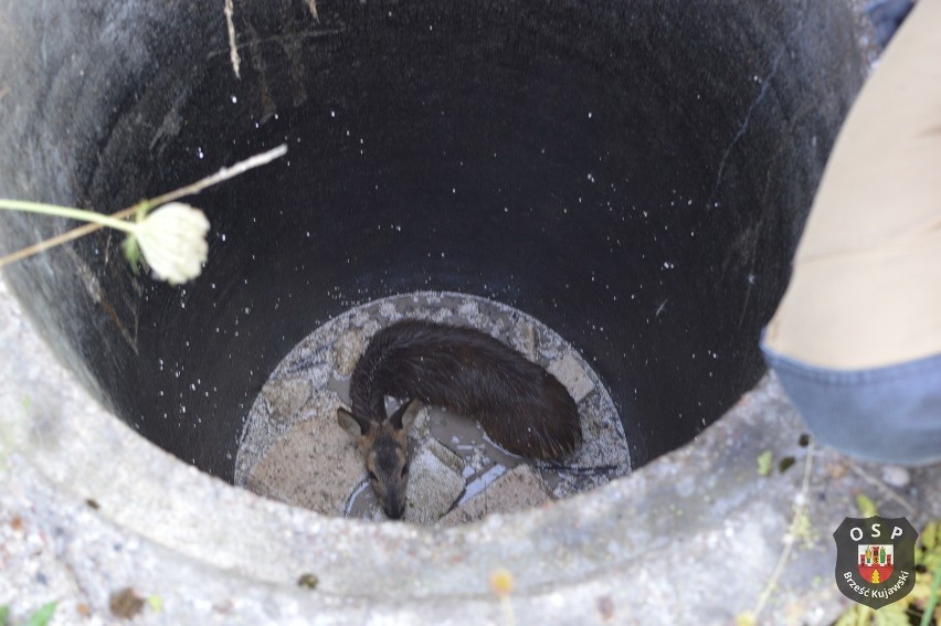 Młoda sarna uwięziona w studni w powiecie włocławskim....