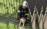 Libiąż. Strażacy z OSP Moczydło uratowali sarnę, która utknęła w bramie wjazdowej [ZDJĘCIA] 