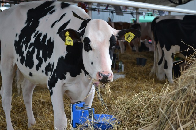 W Polsce od wielu lat odnotowywany jest systematyczny wzrost skupu mleka. Wciąż najpopularniejsza jest polska rasa holsztyńsko-fryzyjska odmiany czarno-białej - 85 proc. ocenianych krów w Polsce