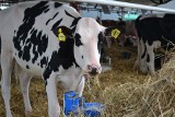 Ile litrów mleka daje krowa? W Polsce rocznie coraz więcej, choć krów przez dziesięciolecia ubyło