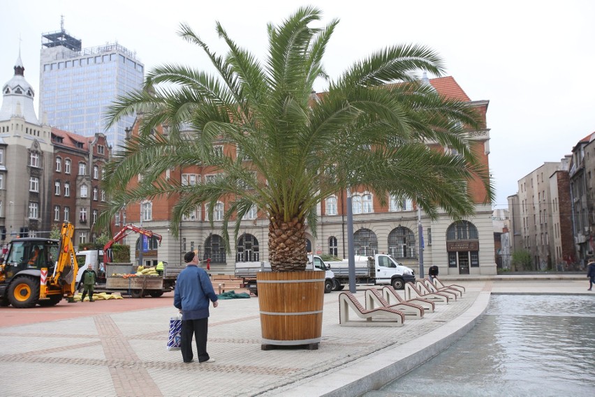 Palmy wróciły na rynek w Katowicach