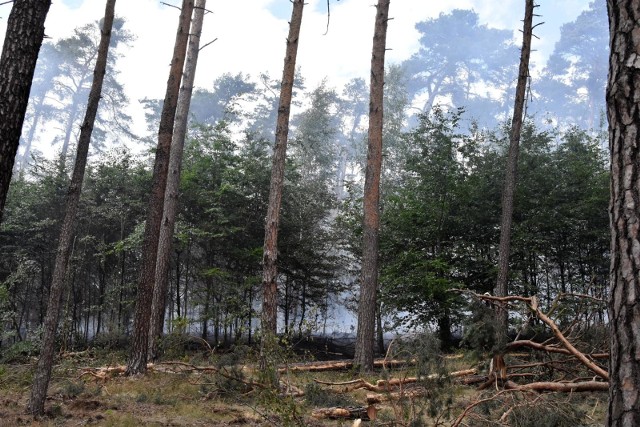 To musiało się tak skończyć. Ostatnie lokalne burze nie spowodowały odpowiedniego nawodnienia ściółki leśnej. W lasach na Dolnym Śląsku jest bardzo sucho i coraz częściej dochodzi do pożarów. Dlatego leśnicy zdecydowali o zakazie wchodzenia do lasu, który obowiązuje od 4 lipca do odwołania.