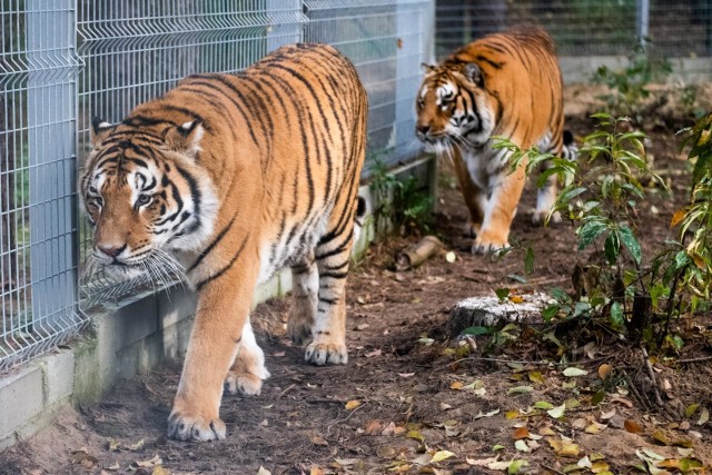 W spartańskich warunkach podróżowało dziesięć dużych gatunków tygrysów zagrożonych wyginięciem. Za sobą mają długą drogę. Tydzień temu wyruszyły do jednego z cyrków w Rosji z Włoch.
