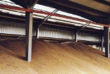 Trwa spowolnienie tempa eksportu zbóż. Izba Zbożowo-Paszowa przewiduje, że będzie trwać również w I kw. 2024 r.