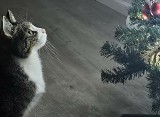 Święta 2023. Nie tylko koty naszych Czytelników uwielbiają świąteczne drzewka. Dostaliśmy dużo zdjęć | GALERIA