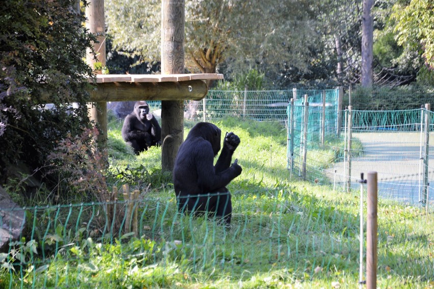 Goryle w opolskim zoo od niedawna mają plac zabaw na...
