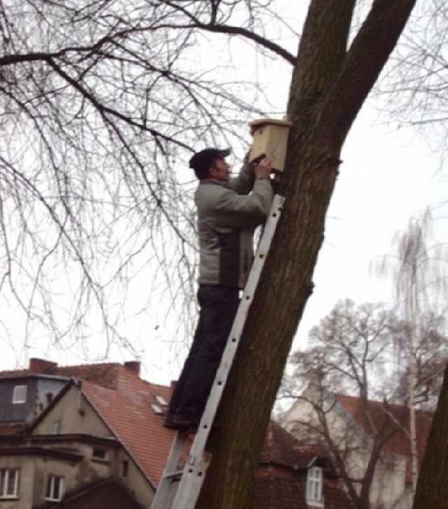 Pracownicy KIS zawiesili na drzewach w parku 20 drewnianych budek dla ptaków i nietoperzy.