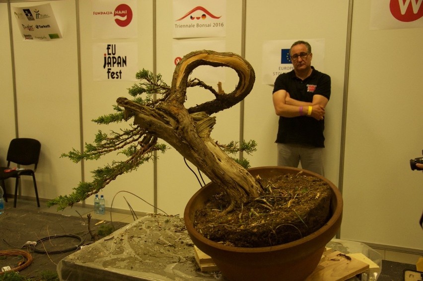  Drzewka bonsai na wystawie we Wrocławiu (ZDJĘCIA, PROGRAM)