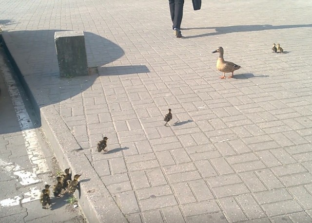 Takie sceny to rzadkość. We wtorek, 30 maja, w centrum Gorzowa można było spotkać kaczą rodzinę. Mama, a za nią dziewięć piskląt, spacerowały w okolicy parkingu przy Parku 111.Mama prowadziła swoje pociechy przez parking przy centrum handlowym. W pewnym momencie bez trudu weszła na krawężnik. Ten okazał się jednak poważną przeszkodą dla piskląt. Niektóre, przy dużym wysiłku, wskoczyły na krawężnik już za pierwszym razem. Inne potrzebowały kilku prób. Zostało jedno pisklę, które  nie mogło wskoczyć na krawężnik. Cała rodzina czekała, aż mu si,ę to uda. I w końcu się udało!Problem w tym, że kacza mama prowadziła swoje pociechy wprost na ruchliwą ul. Sikorskiego. W tym momencie zainterweniował ochroniarz z pobliskiego centrum handlowego. Zatrzymał kaczą rodzinę i zawrócił ją w krzaki w pobliżu chodnika. - W zeszłym roku taka sama rodzinka weszła na ulicę, prost pod nadjeżdżający samochód - mówi ochroniarz.Przeczytaj też:  Kacze sześcioraczki na ulicy w Gorzowie