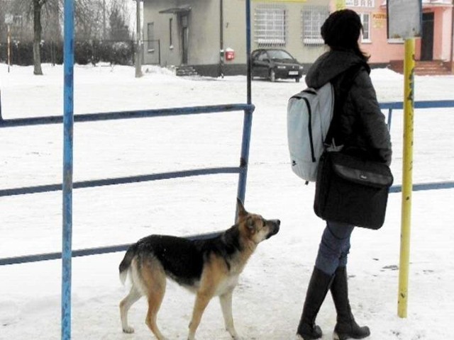 Każdy, kto zdecyduje się na czworonoga, musi płacić podatek