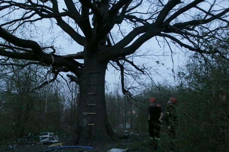 Wrocław: Strażacy ściągali z drzewa 17-latkę. Nie wie, po co tam weszła (ZDJĘCIA)