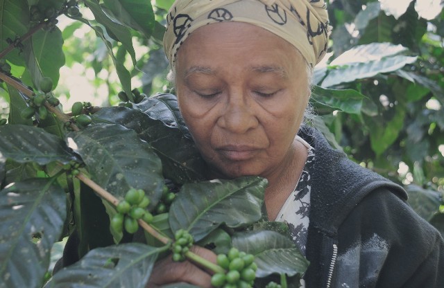 W całym sektorze przemysłu kawowego na różnych stanowiskach pracują 32 miliony kobiet! Pomimo ogromnego wkładu w rozwój upraw „czarnego złota”, napotykają one niewspółmiernie większe trudności i ograniczenia niż mężczyźni.