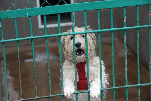 31.01.2022 legnica schronisko dla bezdomnych zwierzat ulica ceglana pies psy adopcja do adopcji klatka buda gazeta wroclawskapiotr krzyzanowski/polska press grupa