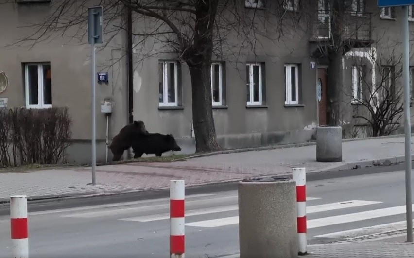 Kraków. Dziki krążą po kolejnych rejonach miasta. I czują się bardzo swobodnie