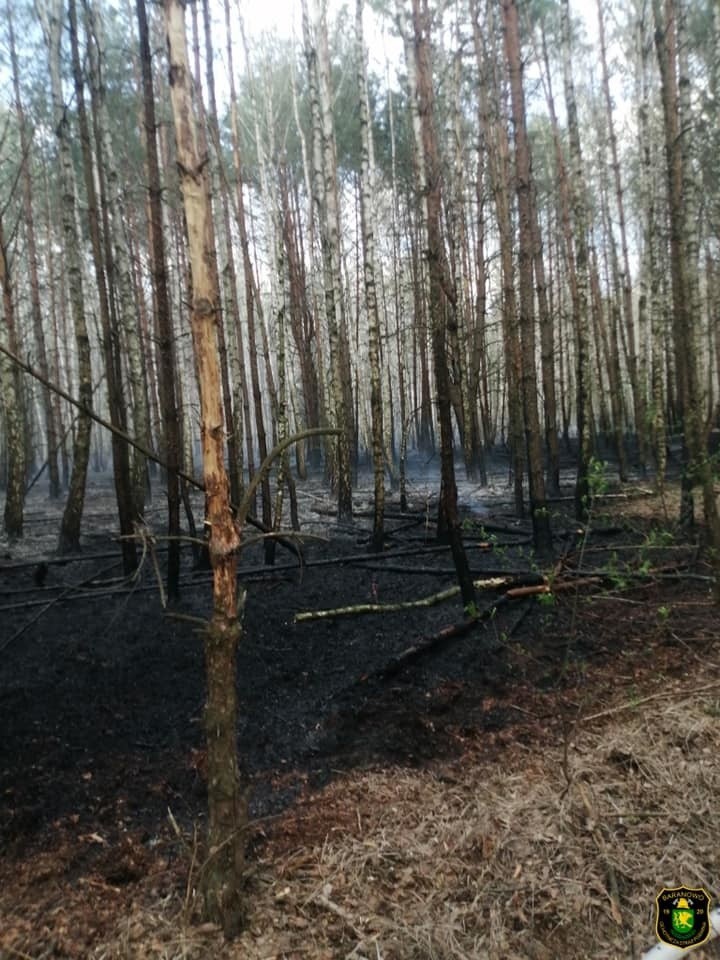 Nakły. Pożar lasu. Spłonęły ponad dwa hektary. Pożar wybuchł 28.04.2020. Zdjęcia