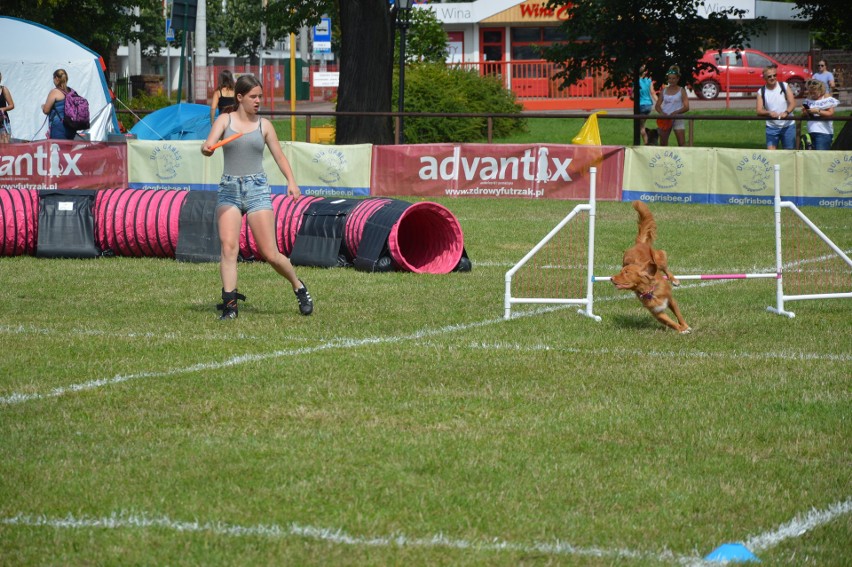 "Latające psy" 2018 w gdyńskim Parku Kolibki, czyli emocjonujące zawody w dogfrisbee