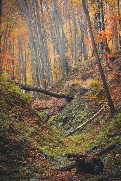 Piękna polska złota jesień. Zobacz zdjęcia jesiennych krajobrazów od naszych Czytelników!