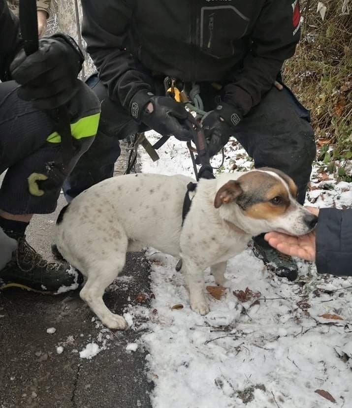 Pieska uwięzionego na skalnej półce zdjęli strażacy