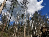 Prof. Stanisław Łuniewski: Puszcza Białowieska powinna przynosić rozwój regionu i poprawę życia mieszkańców