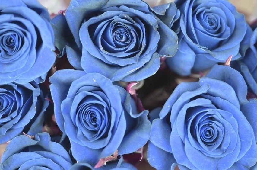 Niebieskie róże najczęściej otrzymuje się nasączając...