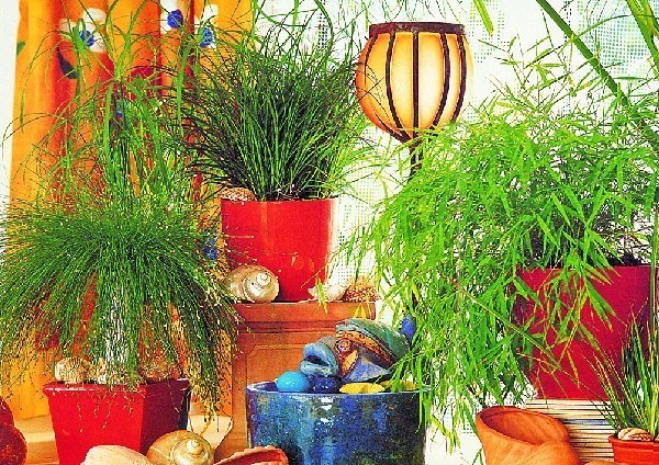 Egzotyczny zakątek można stworzyć w każdym  mieszkaniu. Od lewej: sitowie, cibora, turzyca i  fragment trzciny pokojowej.
