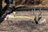 W Zoo w Poznaniu urodził się jeleń milu - ma na imię Lenny. Te jelenie już wymarły na swobodzie