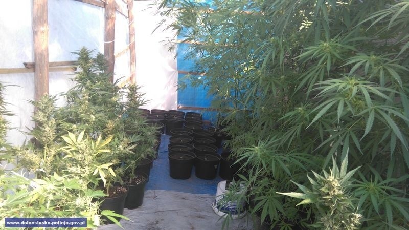 Plantacja marihuany w Sułowie