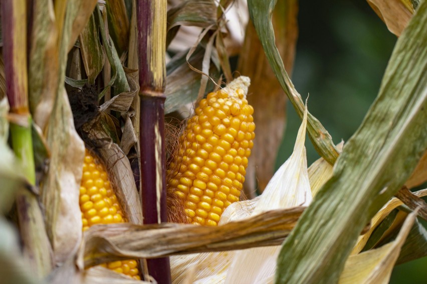 Powierzchnia uprawy kukurydzy w Polsce osiąga ok. 1,8 mln...