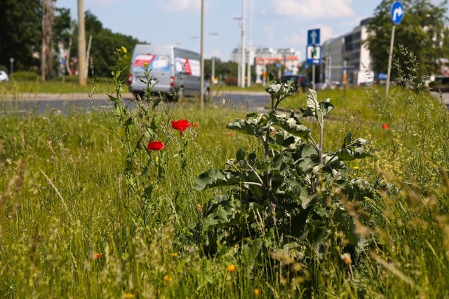 We Wrocławiu dużej liczbie trawników pozwala zamienić się w łąkę, która oprócz posiadania kwiatów dłużej trzyma wilgoć i stanowi schronienie dla małych zwierząt jak jaszczurki czy jeże.