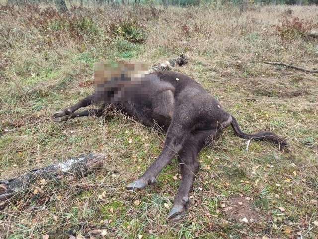 Kolejna karmiąca samica żubra padła po strzale. Sprawca tłumaczy, że działał w obronie własnej.