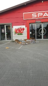 Niezwykli klienci sklepu w Mokrzyskach. Dziki wybrały się po... chleb [WIDEO]