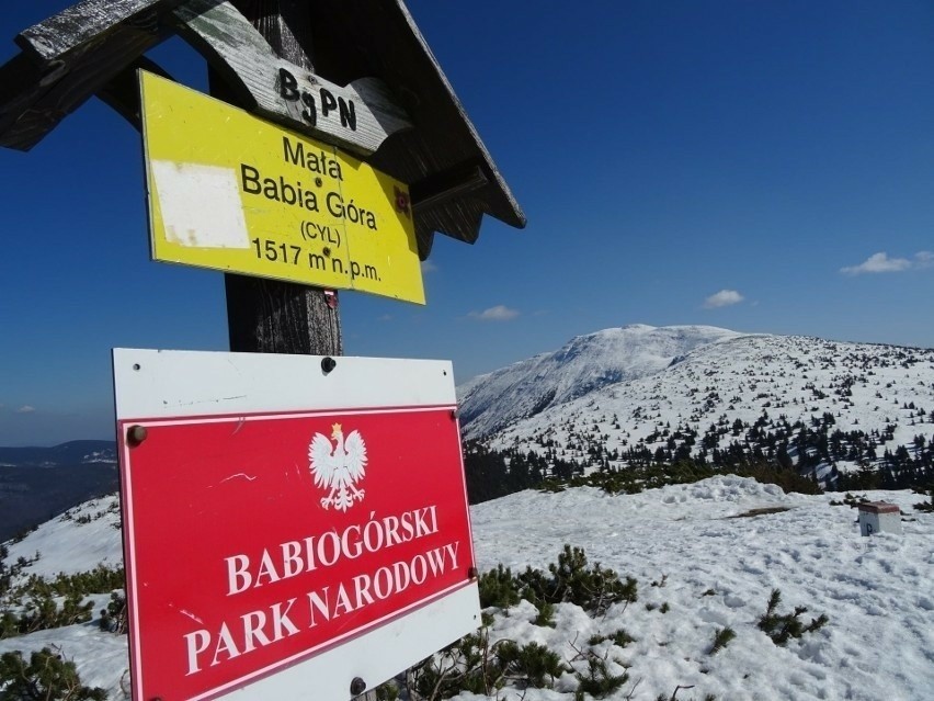 Babiogórski Park Narodowy udostępnia narciarzom swoje trasy.