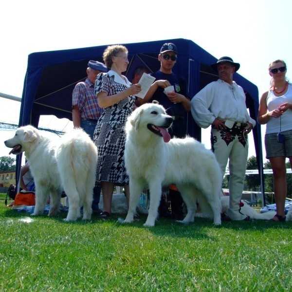 Jednym z prezentowanych psów był polski owczarek podhalański.