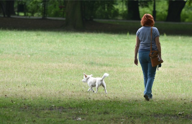 Właściciel psa podejrzewa, że ten został otruty. Na spacerze wziął do pyska coś podobnego do ciasta. Dwie minuty później nie żył/