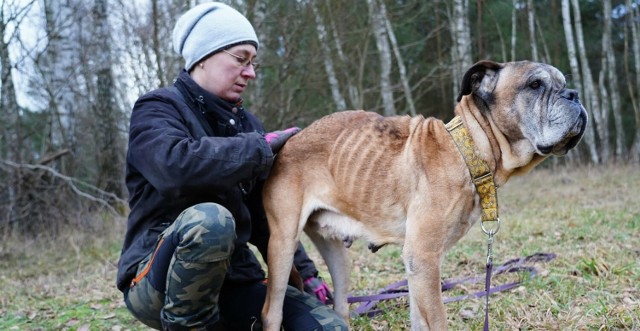 "- Guzy, rany, otarcia, stany zapalne w uszach, zarobaczenie, oczy z uszkodzonymi rogówkami ( entropium i entropium ), waga 29 kg, wygryza sobie łapki, stany zapalne na skórze po pchłach.. długo można wymieniać co trzeba u tej suni ogarnąć zdrowotnie."[b]Więcej zdjęć ---->[b/]