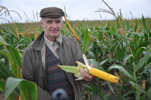 Piotr Groehl kukurydza obsiane ma 300 hektarów. Większość z plonów zamierza sprzedawać do biogazowni. O ile w jego tak powstanie.