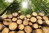 Zapotrzebowanie na drewno w Polsce. Jak działają Lasy Państwowe - największy dostawca tego surowca?