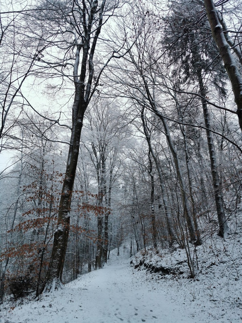 Opady śniegu w Słupsku. Lasek Północny w zimowej odsłonie [ZDJĘCIA, WIDEO]