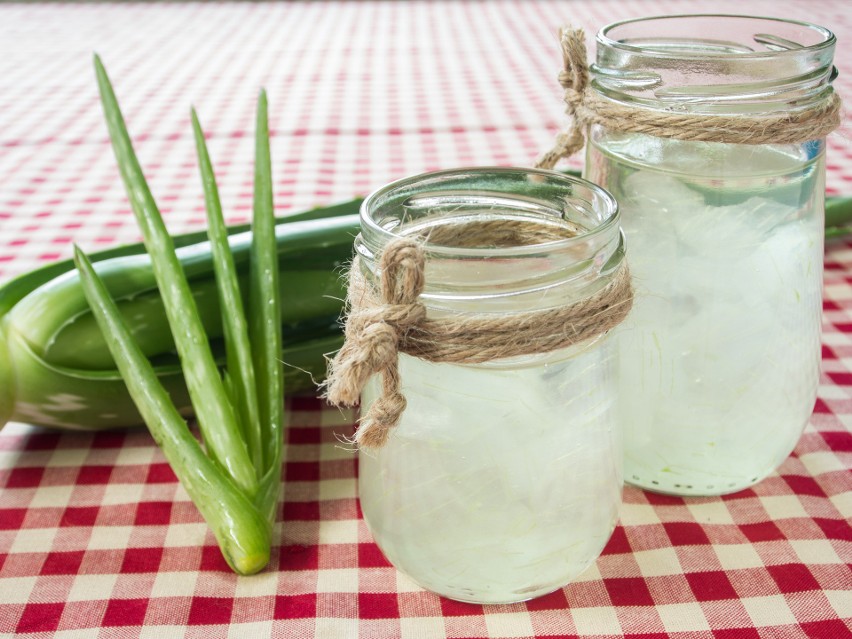 Aloes to roślina o wspaniałych właściwościach, które...