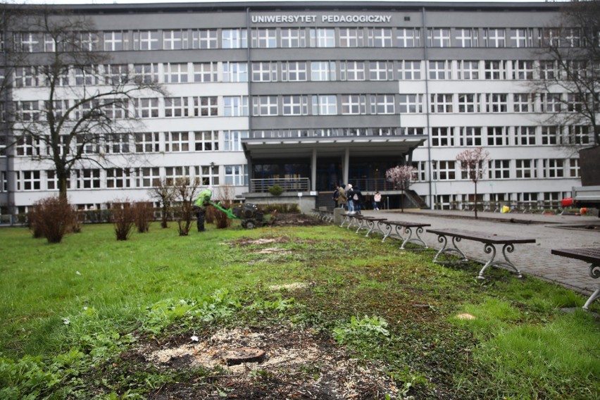 Wycinka drzew przed wejściem do budynków Uniwersytetu...