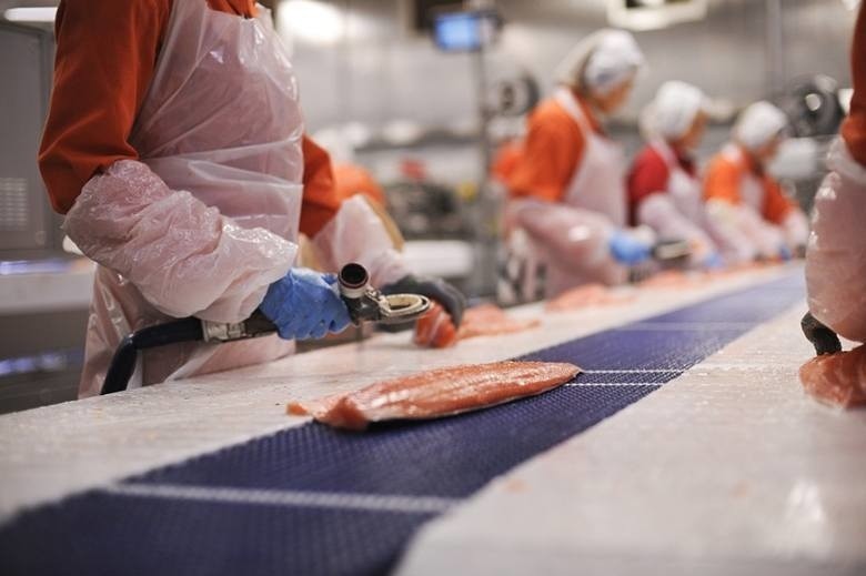 Z firmy MOWI w szóstkę ukradli ponad tonę łososia! Złodzieje to pracownicy firmy