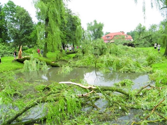 Mętna i śmierdząca woda, powalone drzewa i gałęzie w wodzie i na brzegach &#8211; po burzy rzeka Ełk zmieniła się nie do poznania.