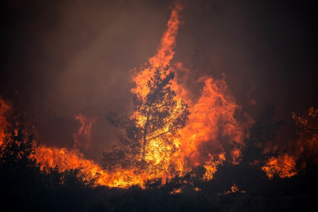W lipcowych pożarach w Grecji spłonęło 50 tys. hektarów lasów