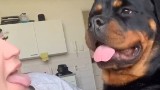 Uroczy rottweiler staje się sławny. Filmik z nim ma 28 milionów wyświetleń!