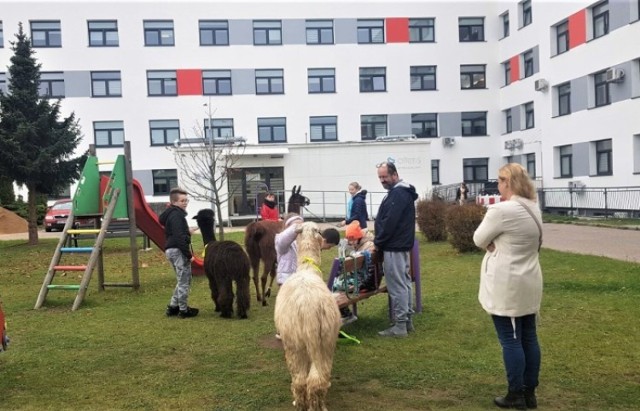 Lamy i alpaki regularnie będą odwiedzać szpital w Kościerzynie i Dzierżążnie