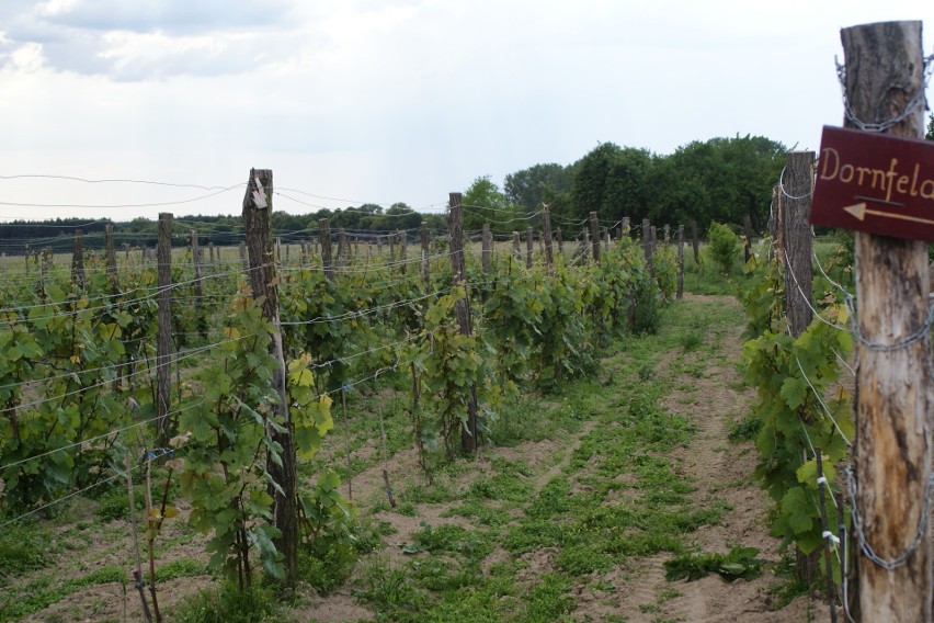 Winorośl – jakie i gdzie zamówić sadzonki. Jak zaplanować...