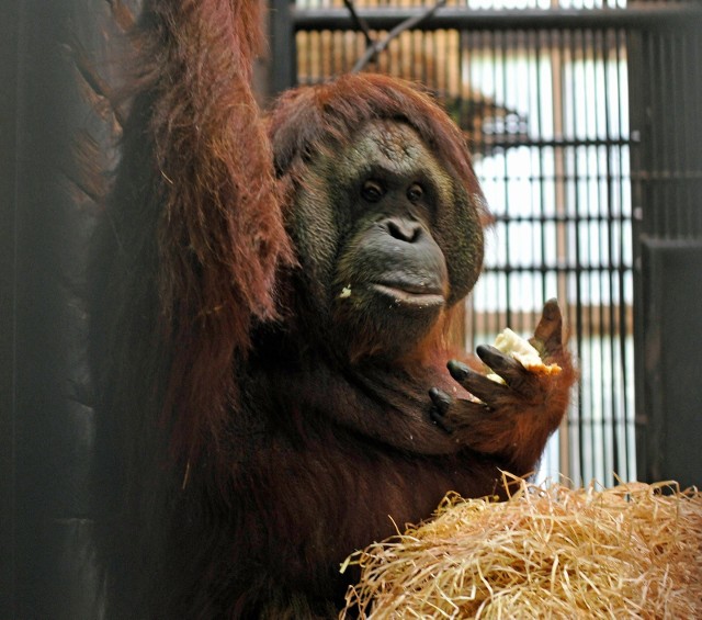 Przekształcanie lasów na plantacje oleju palmowego powodują, że skrajnie zagrożony wyginięciem jest między innymi orangutan. W przyszłości może zdarzyć się tak, że te zwierzęta będziemy oglądać jedynie w ogrodach zoologicznych, jak tego na zdjęciu, który mieszka w gdańskim zoo